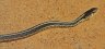 Common Garter Snake - Photo by Doug Kimball
